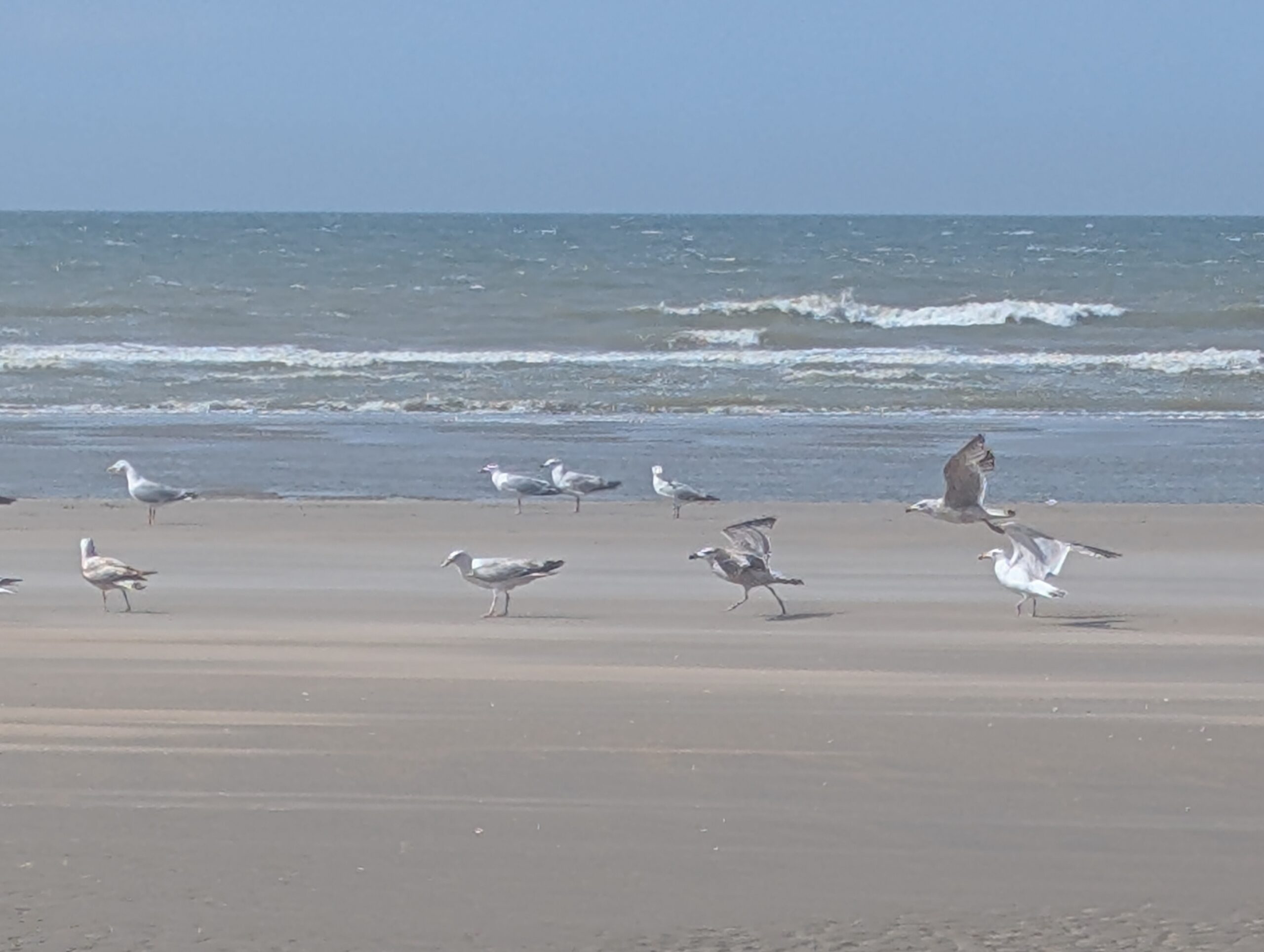 PXL_20250525_140437716.MP